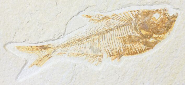 Bargain, Diplomystus Fossil Fish - Wyoming #126024